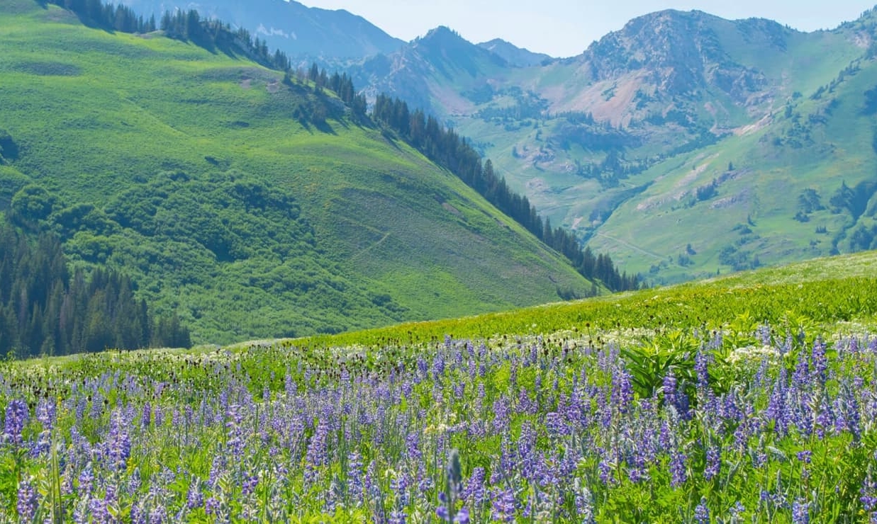 Your Summer Getaway to Snowpine Lodge 2