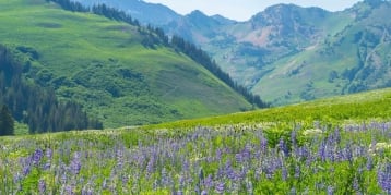 Your Summer Getaway to Snowpine Lodge 2