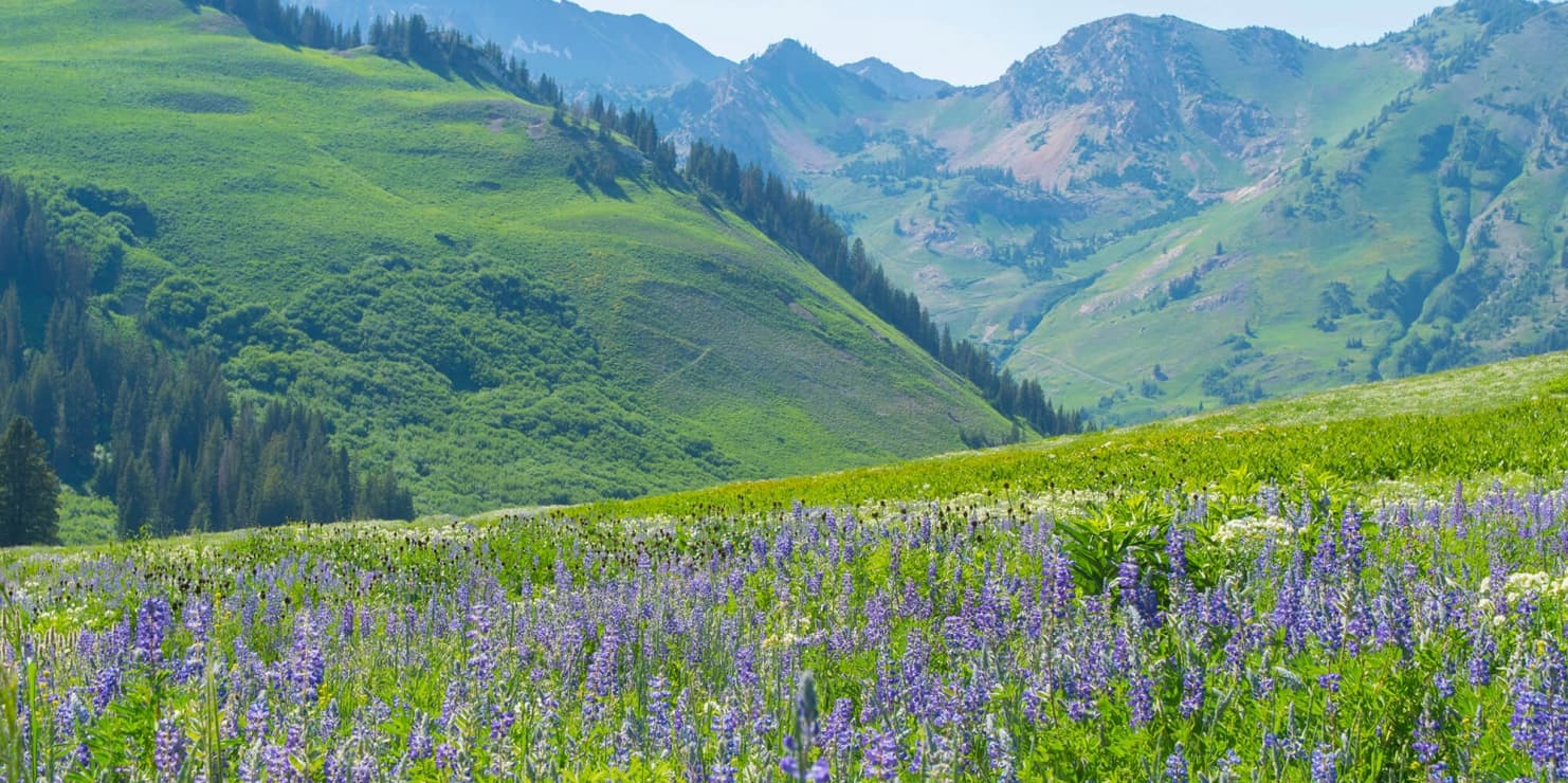 Your Summer Getaway to Snowpine Lodge 2