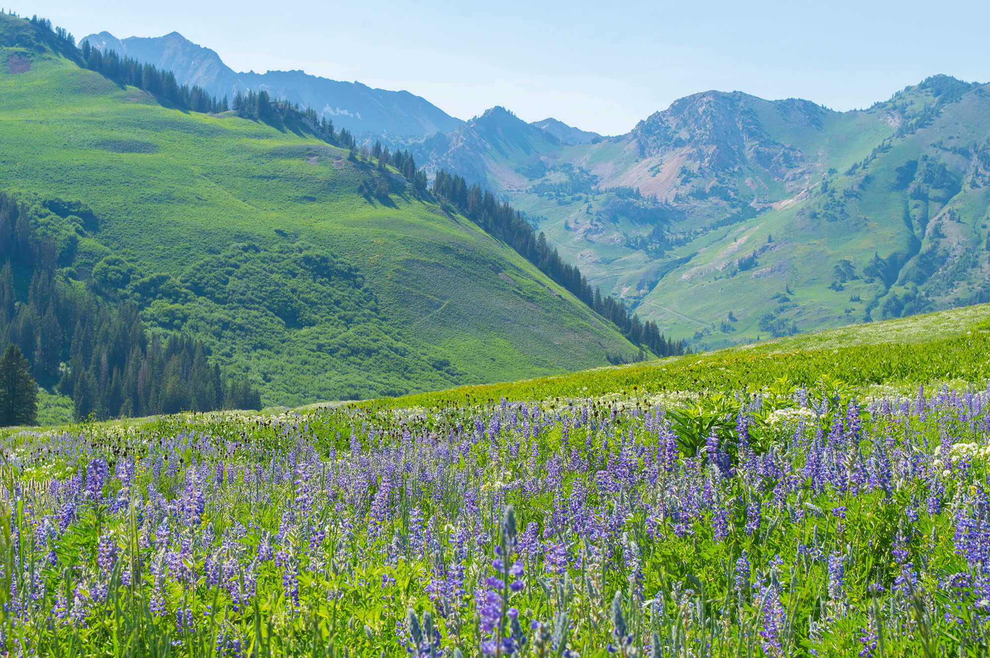 Your Summer Getaway to Snowpine Lodge 2