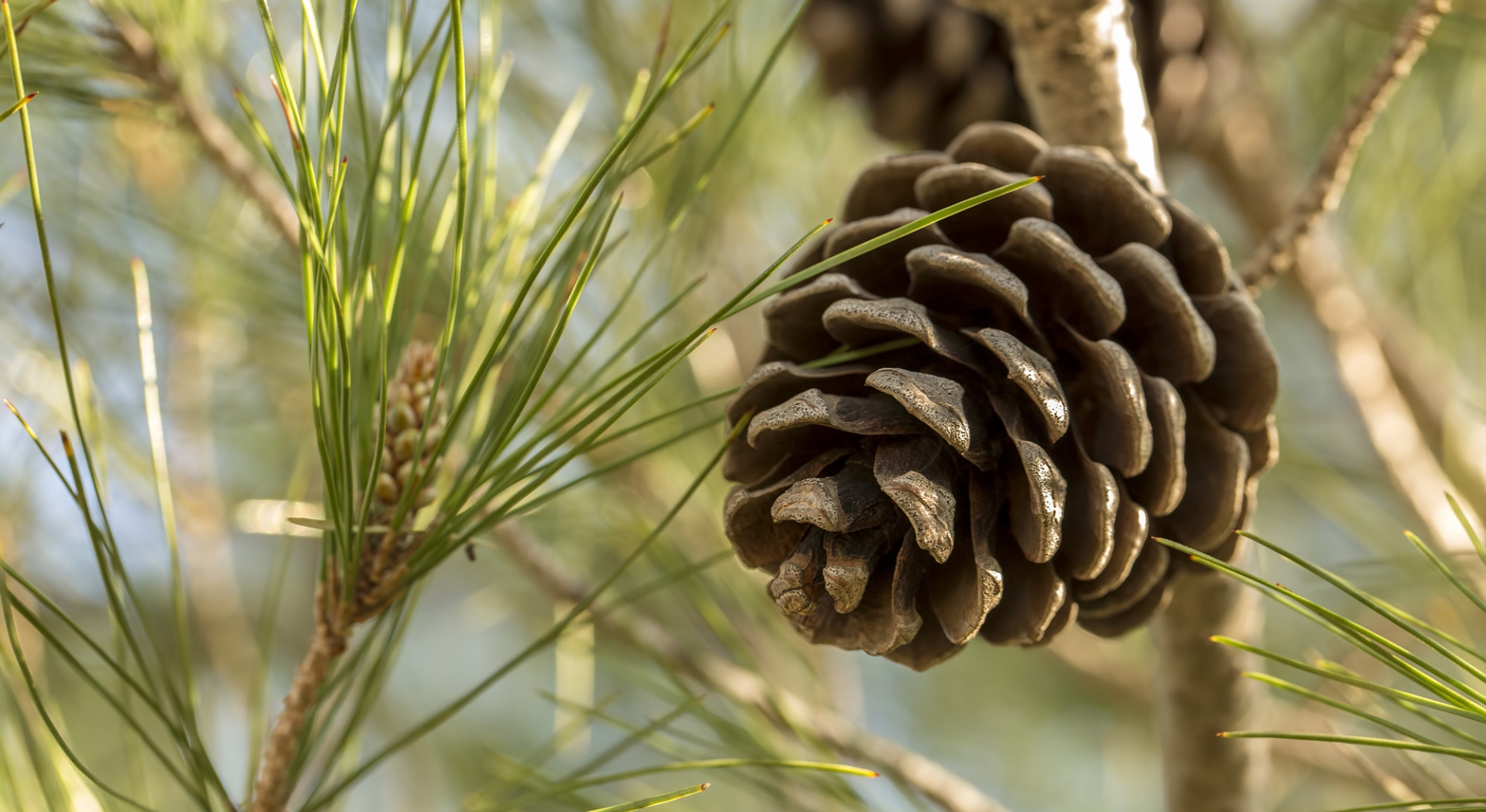 Close up of a pine cone and pine needles on a tree