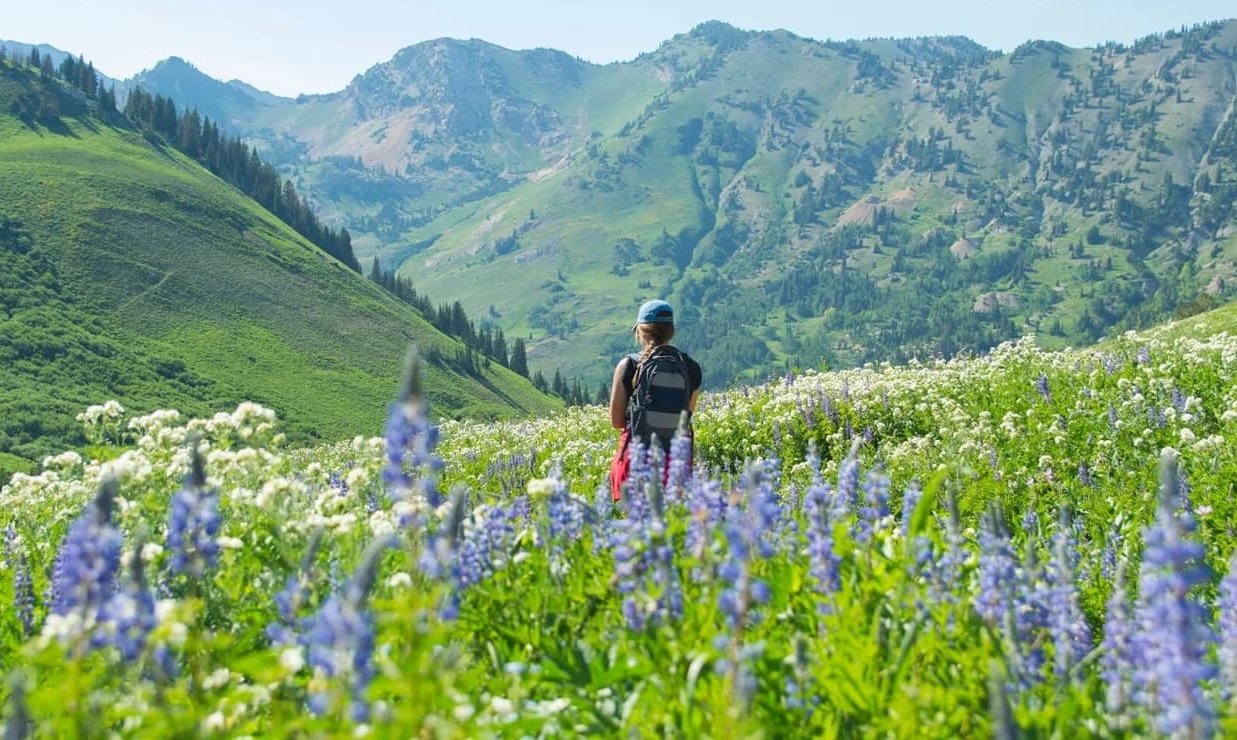 Field of Flowers in the Moutains