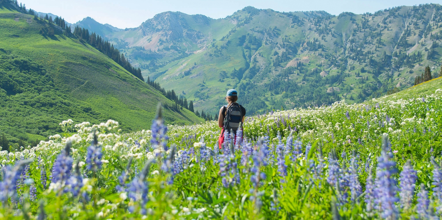 Field of Flowers in the Moutains