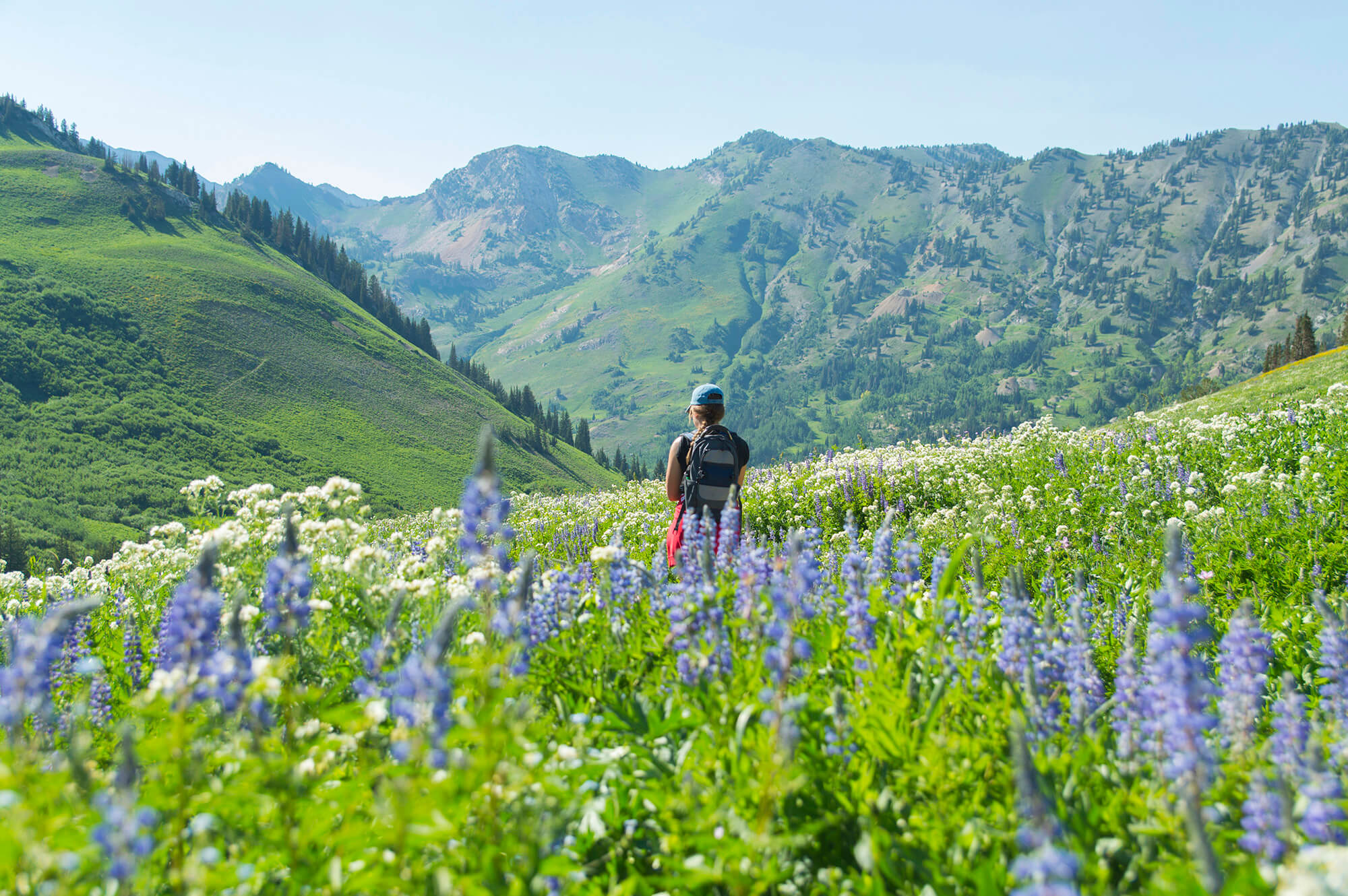 Field of Flowers in the Moutains