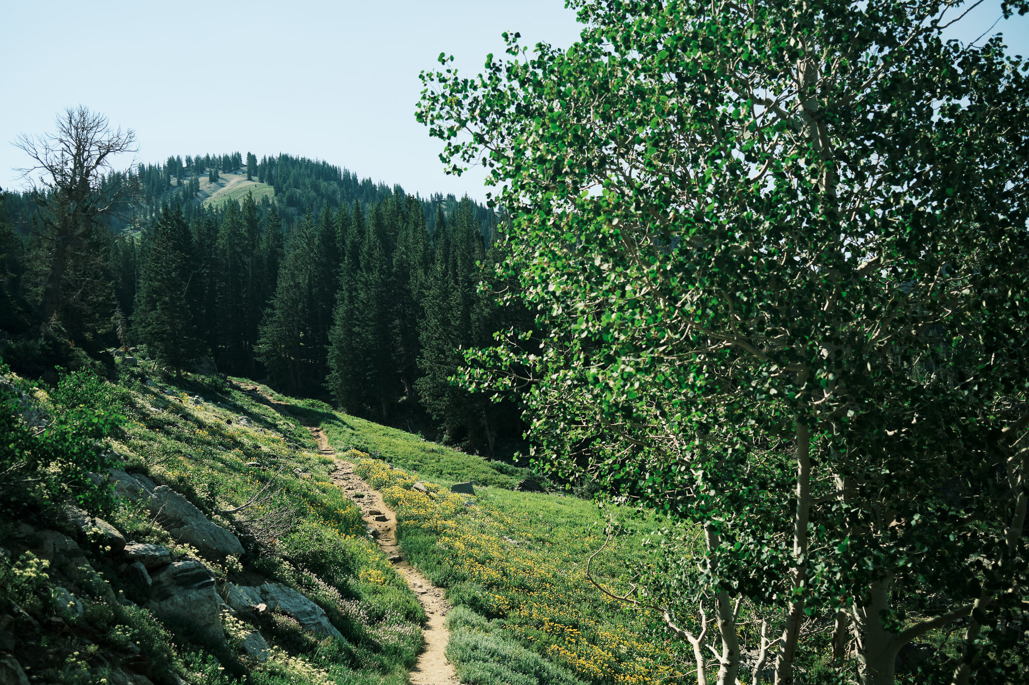 Mountainside trail