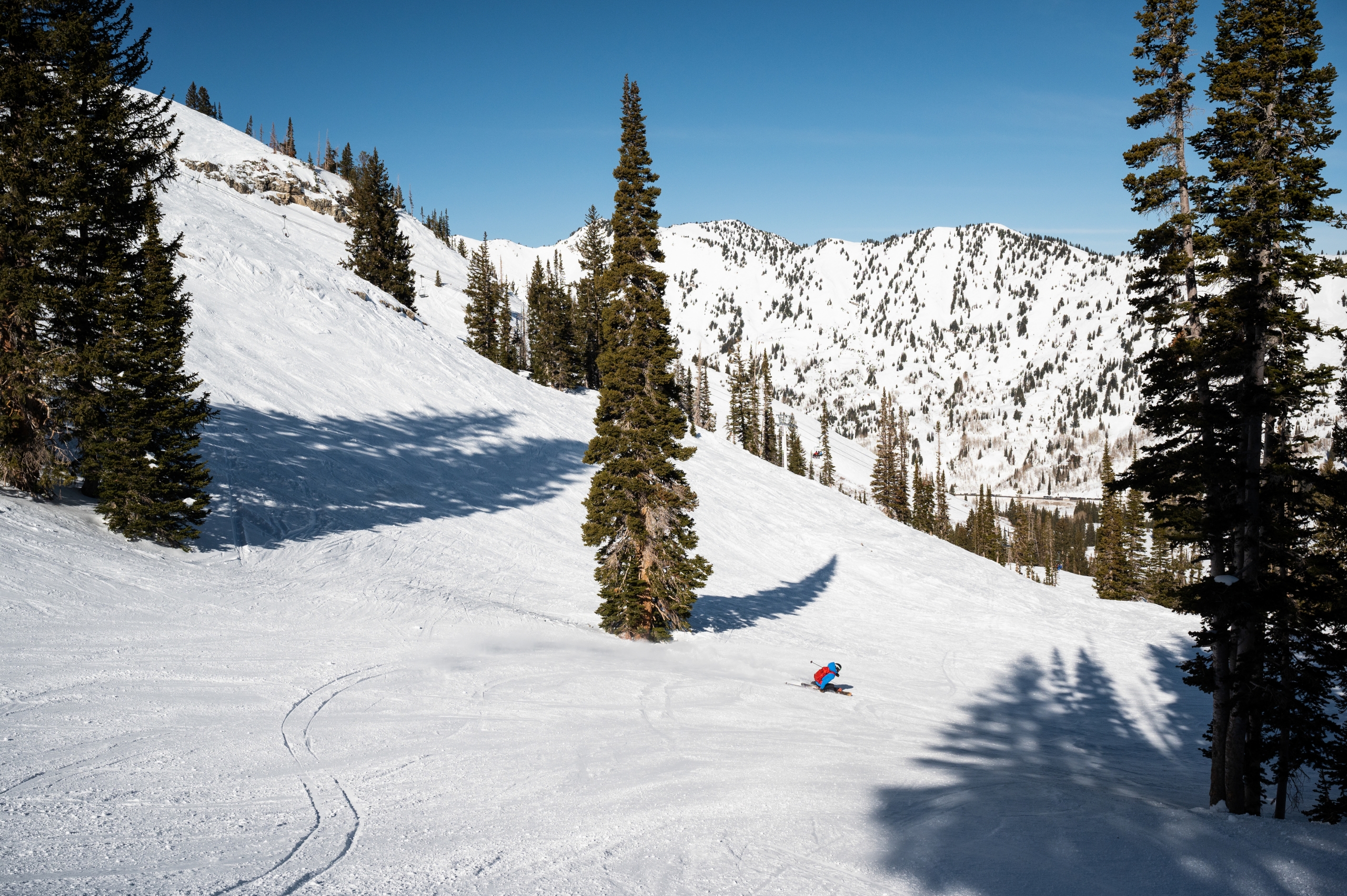 Birding on Skis