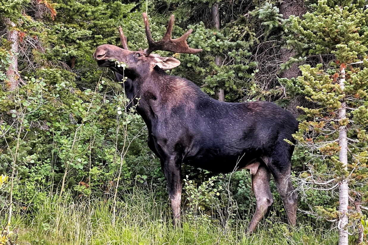 Moose