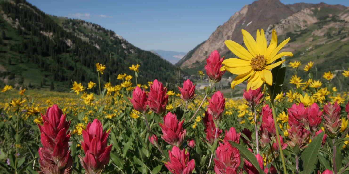Exploring Alta from Snowpine Lodge
