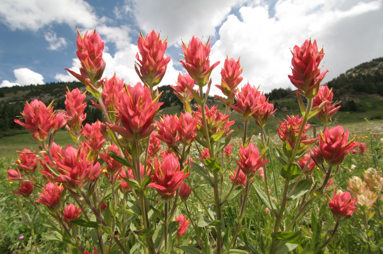 Exploring Alta from Snowpine Lodge 1