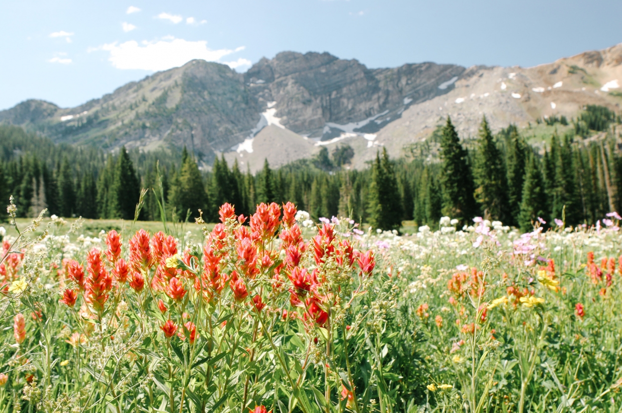 Exploring Alta from Snowpine Lodge 3