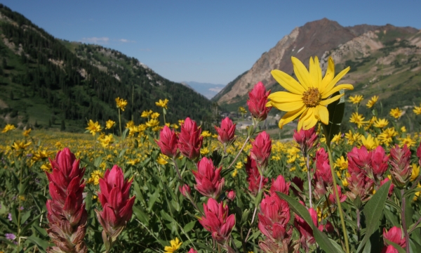 Exploring Alta from Snowpine Lodge
