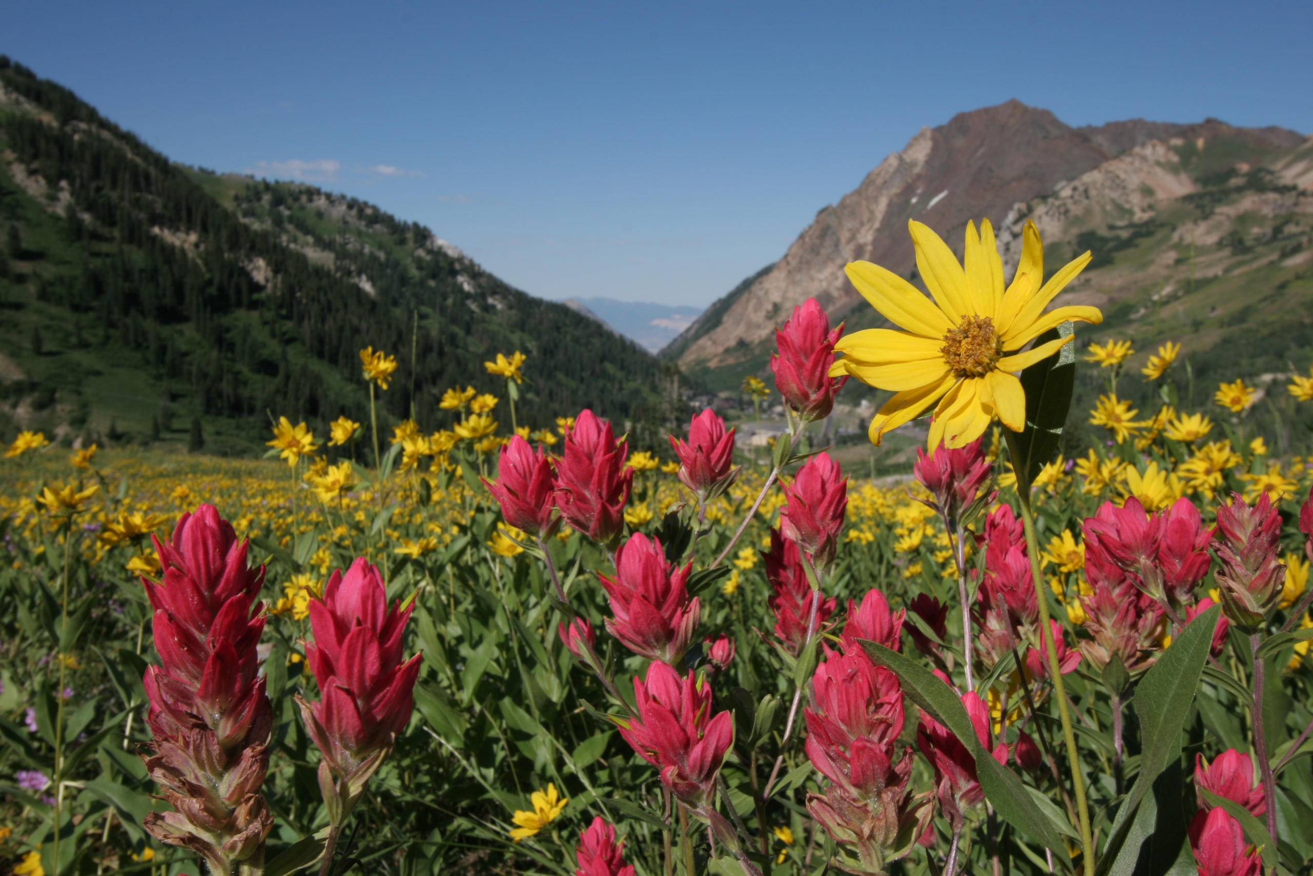 Exploring Alta from Snowpine Lodge