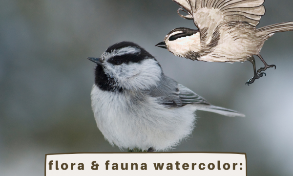 Flora & Fauna Watercolor: Chickadee