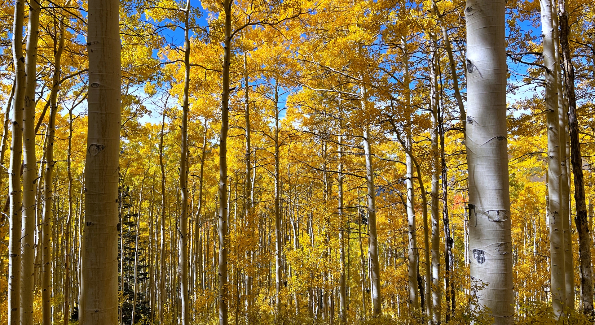 Embrace the Beauty of Autumn at Snowpine Lodge 1