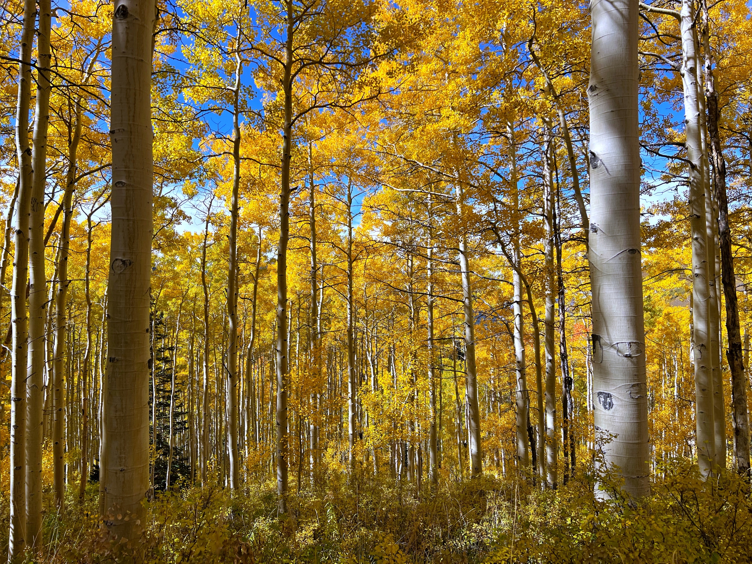 Embrace the Beauty of Autumn at Snowpine Lodge 1
