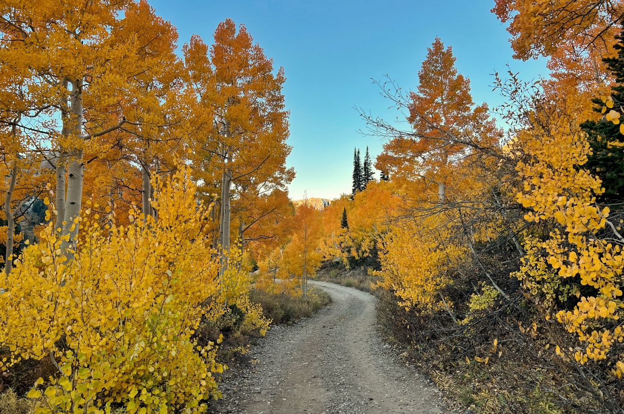 Embrace the Beauty of Autumn at Snowpine Lodge 3