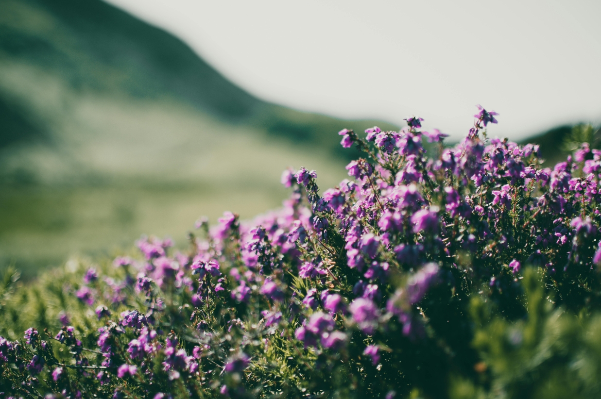Purple wildflowers growing on a green hillside.