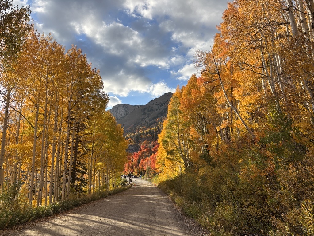 A dirt road winding through a forest with vibrant yellow autumn leaves.