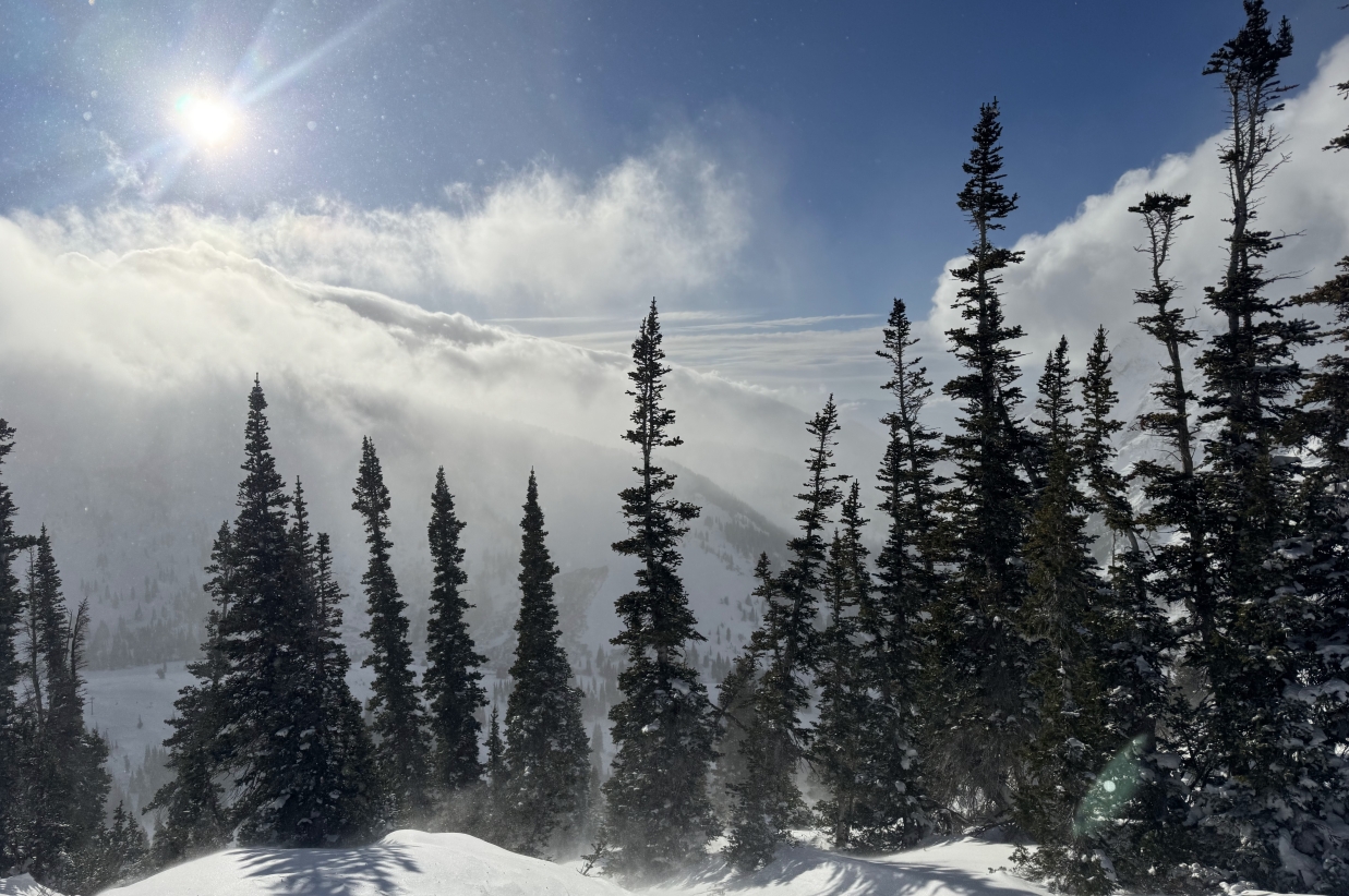 Winter landscape with pine trees and low-hanging clouds.