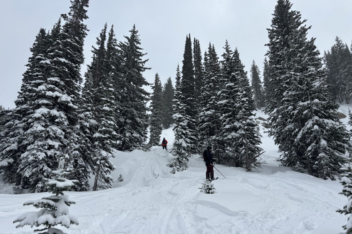 Snowy ski run winding through a dense pine forest.