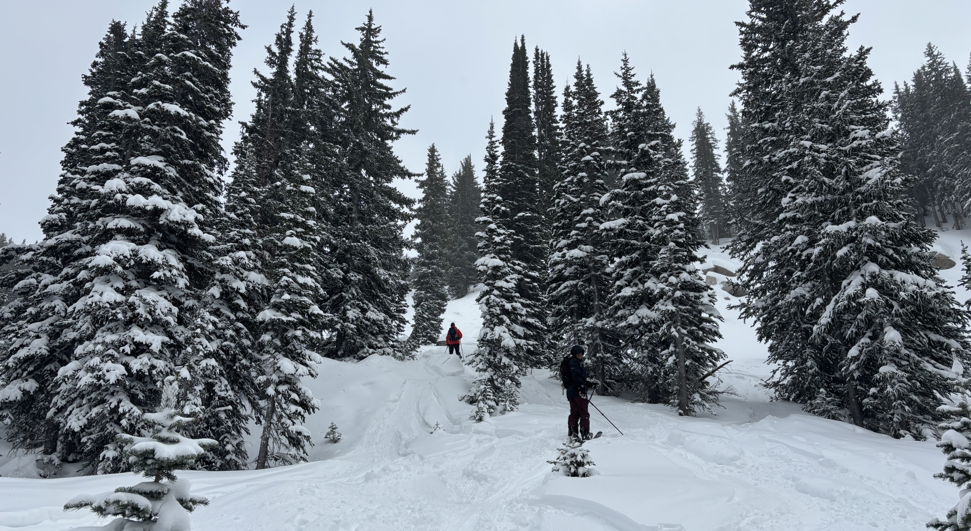 Snowy ski run winding through a dense pine forest.