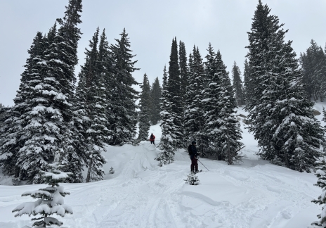 Snowy ski run winding through a dense pine forest.