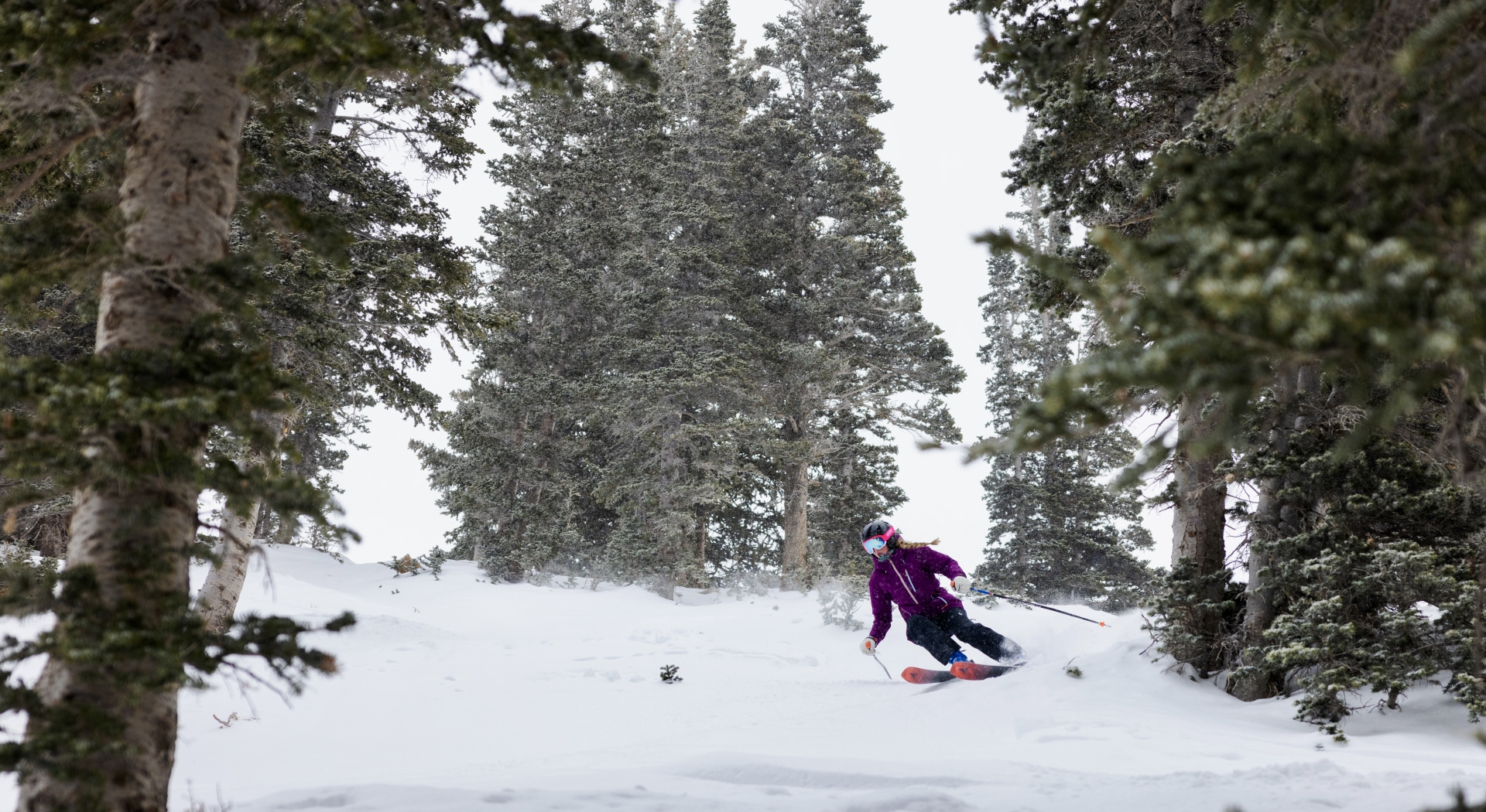 A skier descending a snowy slope lined with pine trees.