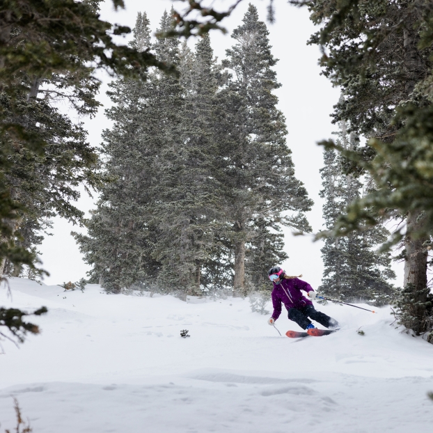 A skier descending a snowy slope lined with pine trees.