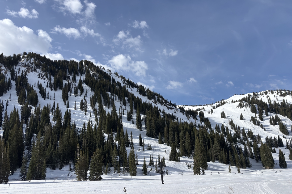 Snowy mountain slope dotted with dark pine trees.