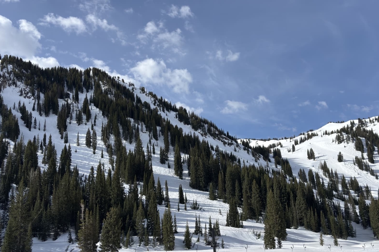 Snowy mountain slope dotted with dark pine trees.