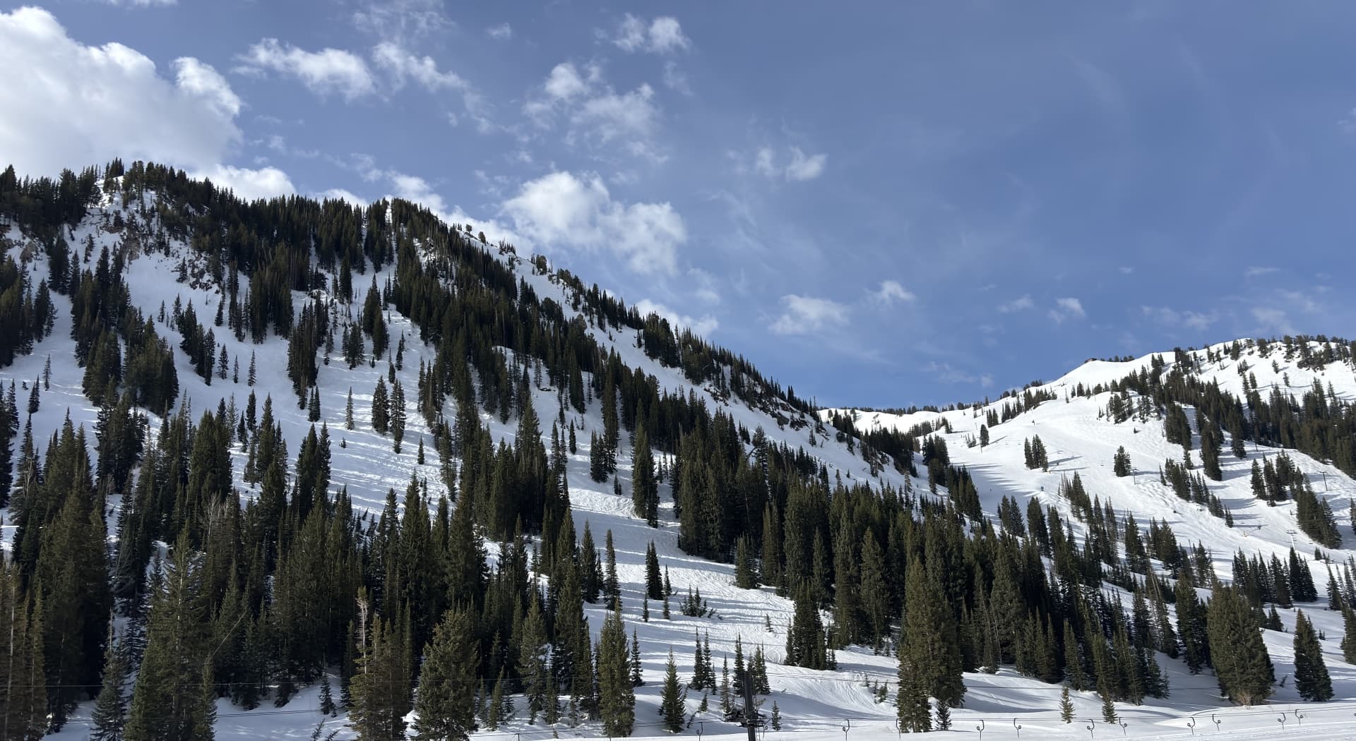 Snowy mountain slope dotted with dark pine trees.