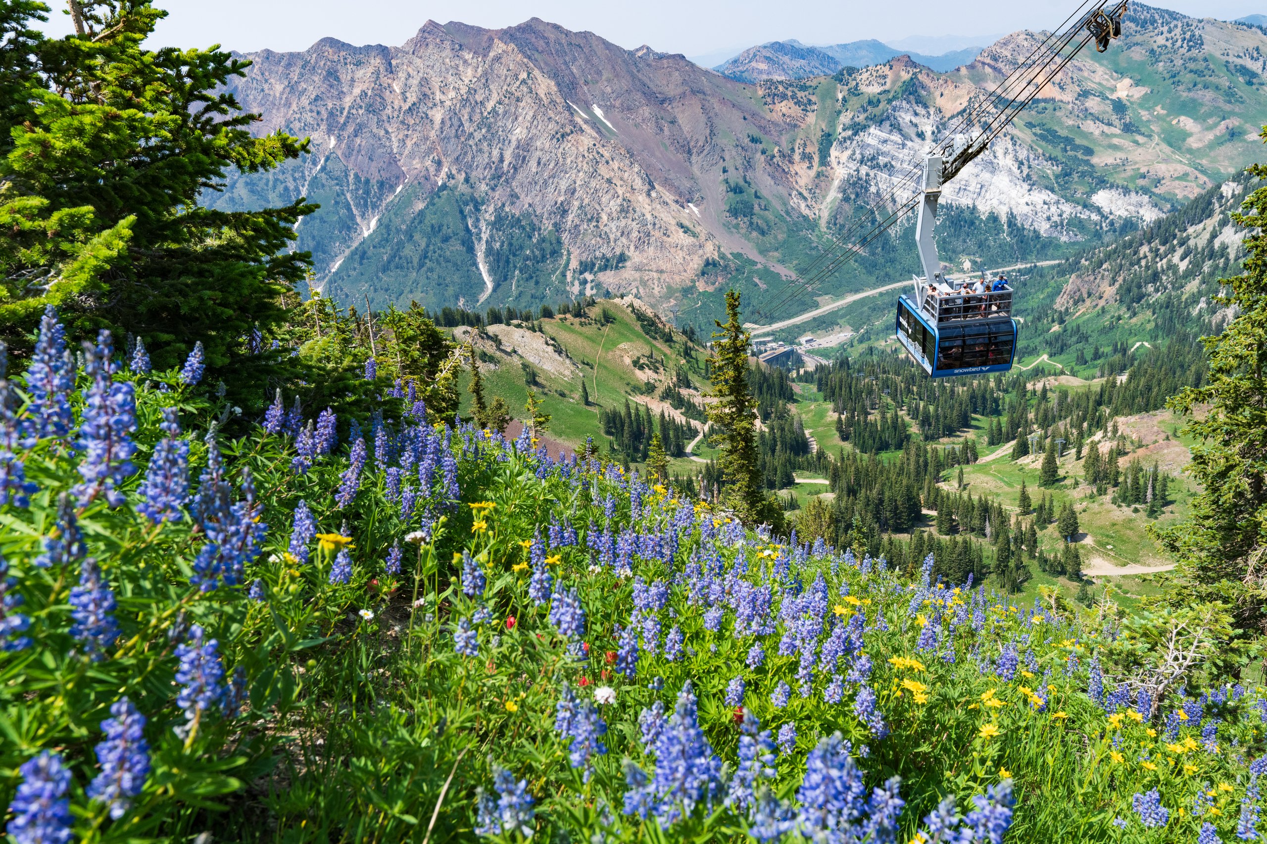 Snowbird Resort - Alta, Utah | Snowpine Lodge