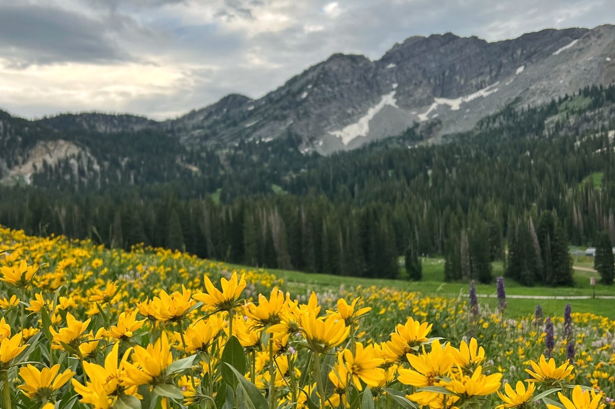 Field of yellow wildflowers with a mountain range backdrop.