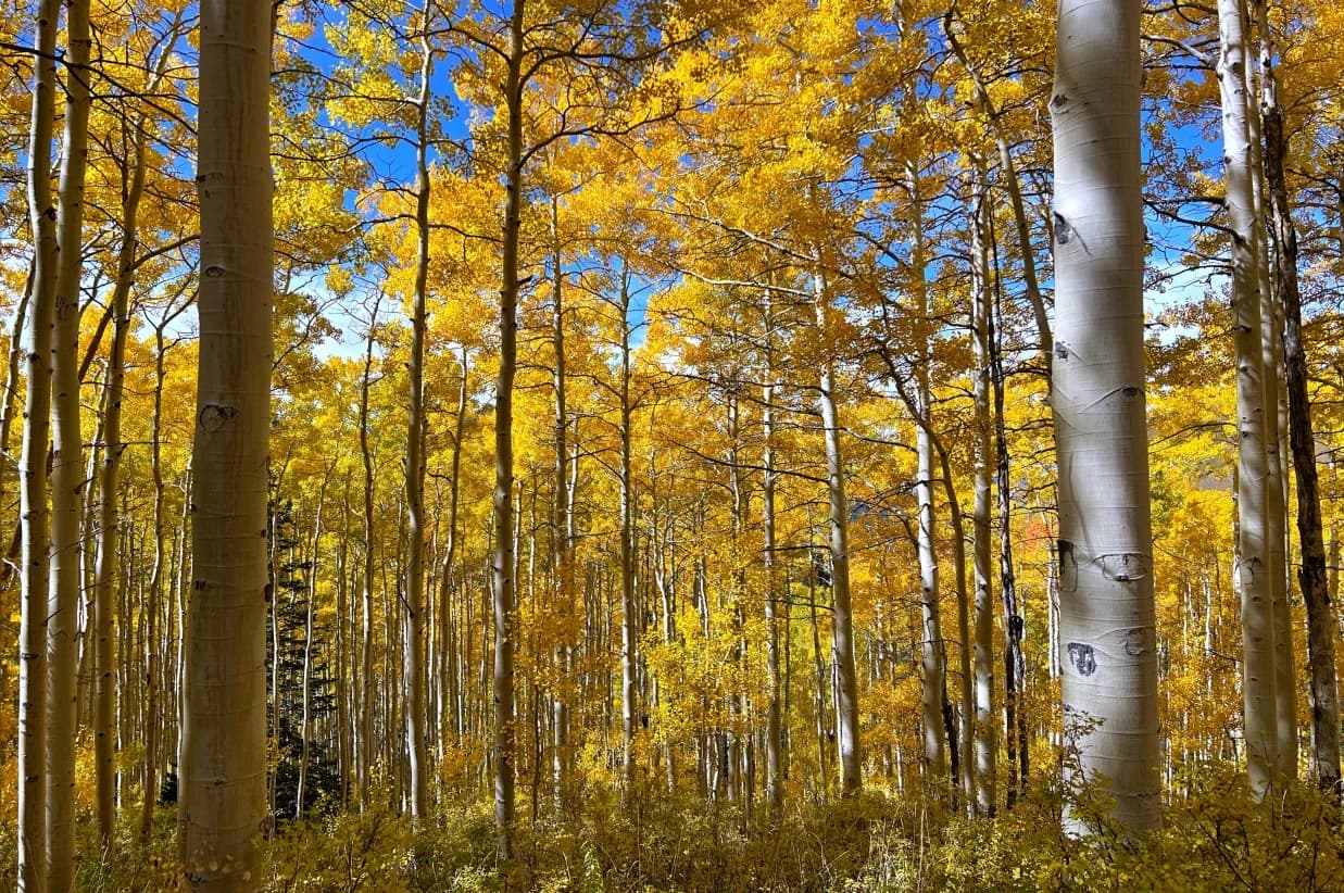Embrace the Beauty of Autumn at Snowpine Lodge 1