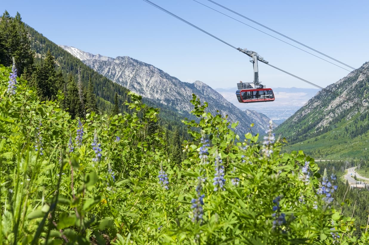 Green summer foliage with a red aerial tram car in the distance.