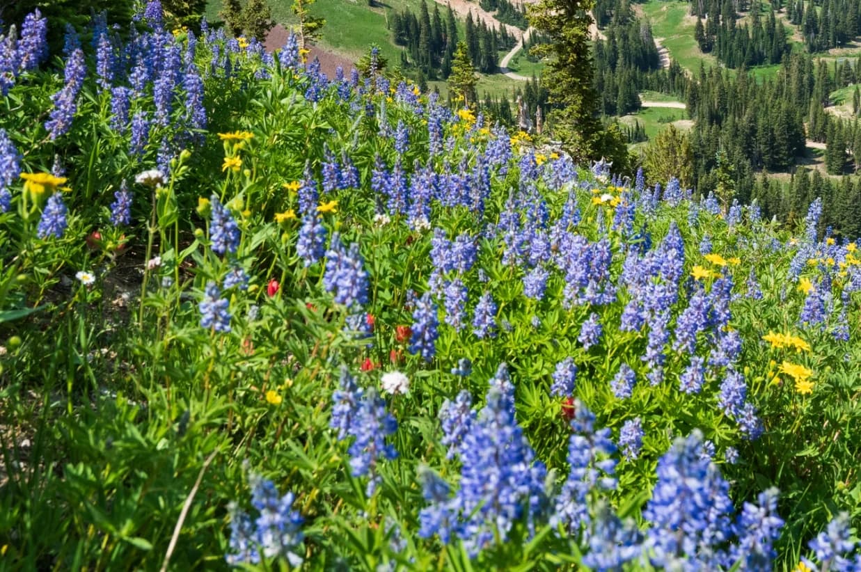 Close-up of purple wildflowers growing in green grass.
