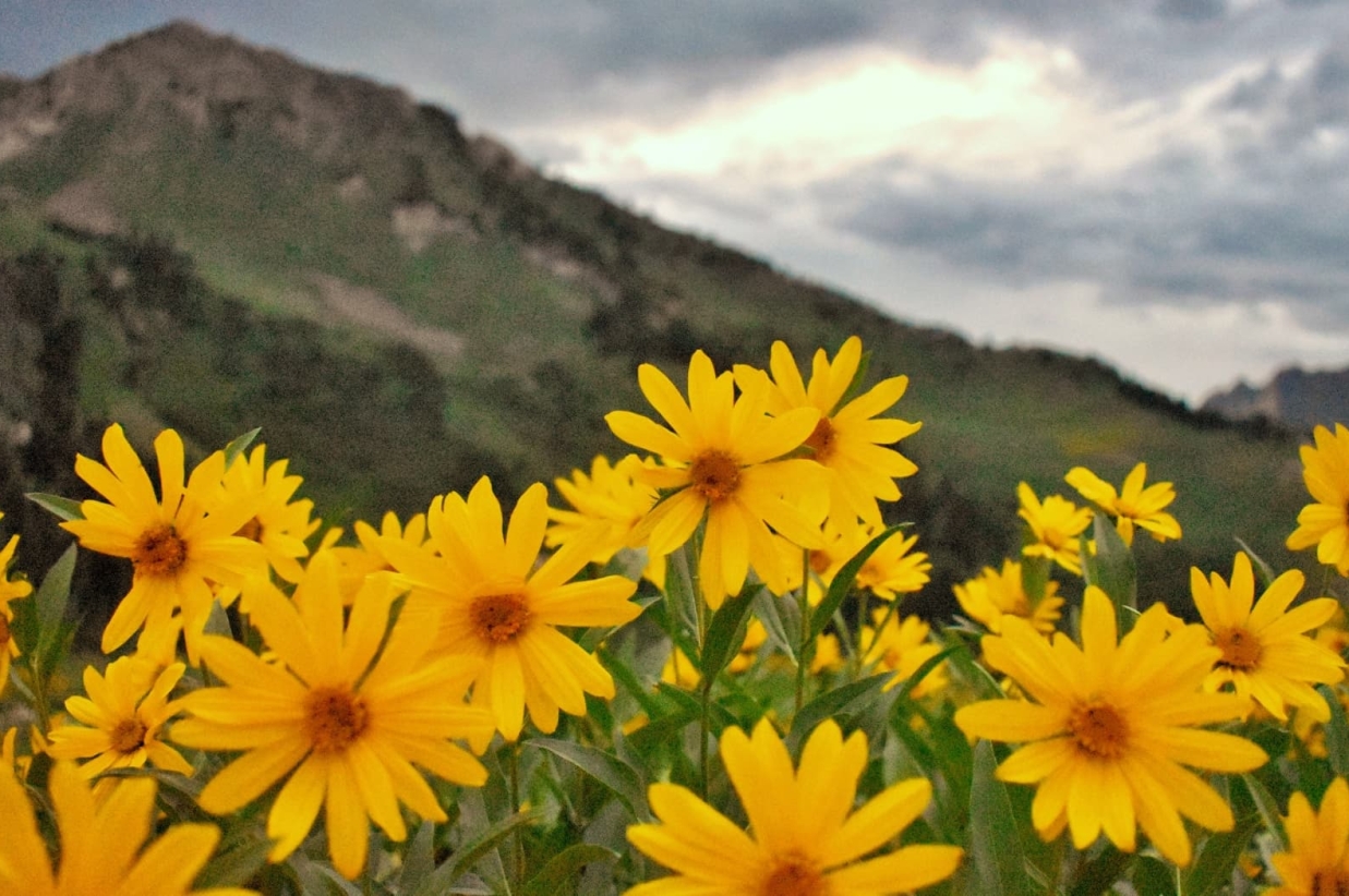 Yellow wildflowers blooming in mountain landscape