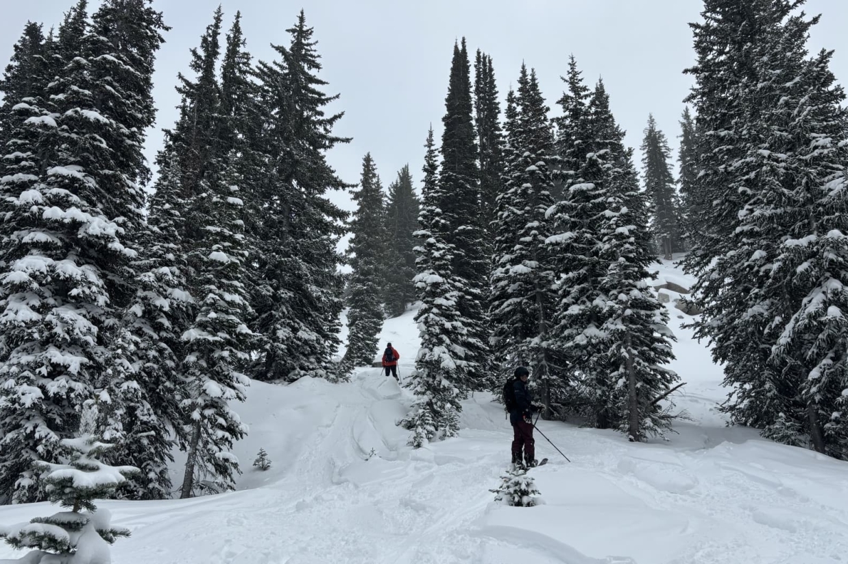 Snowy ski run winding through a dense pine forest.