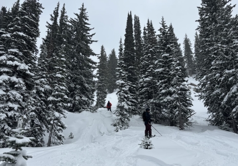 Snowy ski run winding through a dense pine forest.