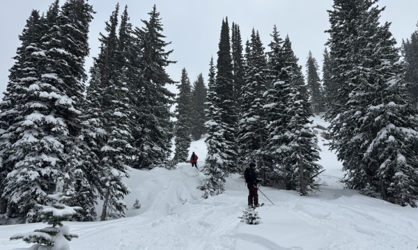 Snowy ski run winding through a dense pine forest.