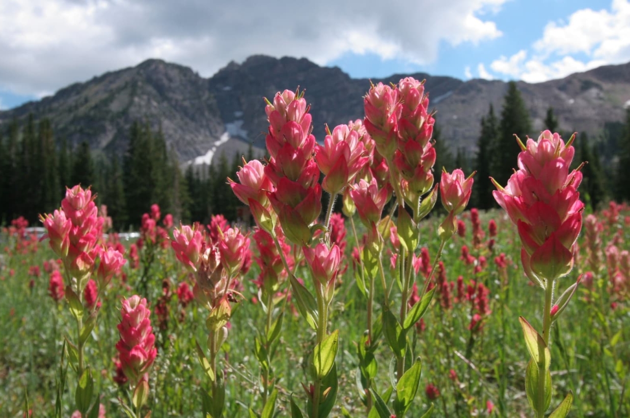 Exploring Alta from Snowpine Lodge 2