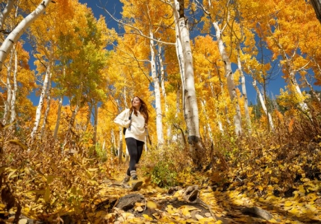 Snowpine Lodge Fall Aspens autumn beauty