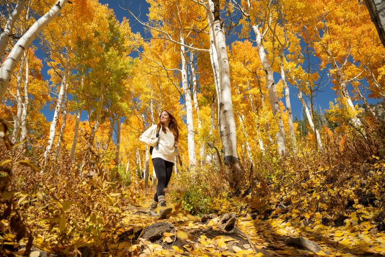 Snowpine Lodge Fall Aspens autumn beauty