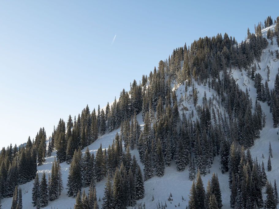 A snowy mountainside blanketed with dense pine trees, crisp sky, and sunlit slopes in a winter landscape.