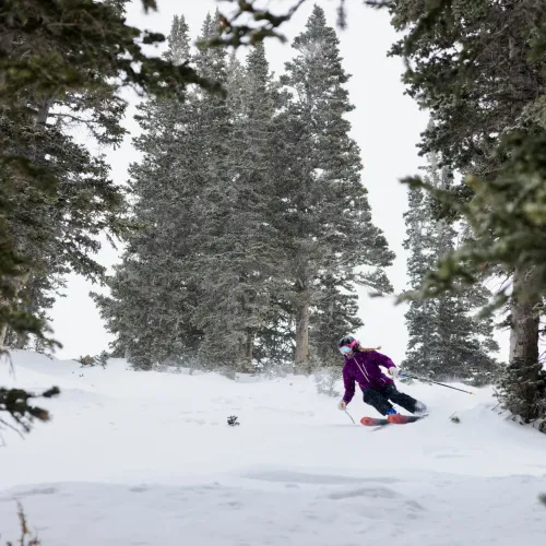 A snowboarder in winter gear carves through fresh snow in a snowy pine forest, framed by falling branches.