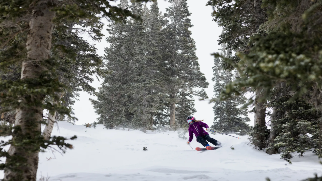 A snowboarder in winter gear carves through fresh snow in a snowy pine forest, framed by falling branches.